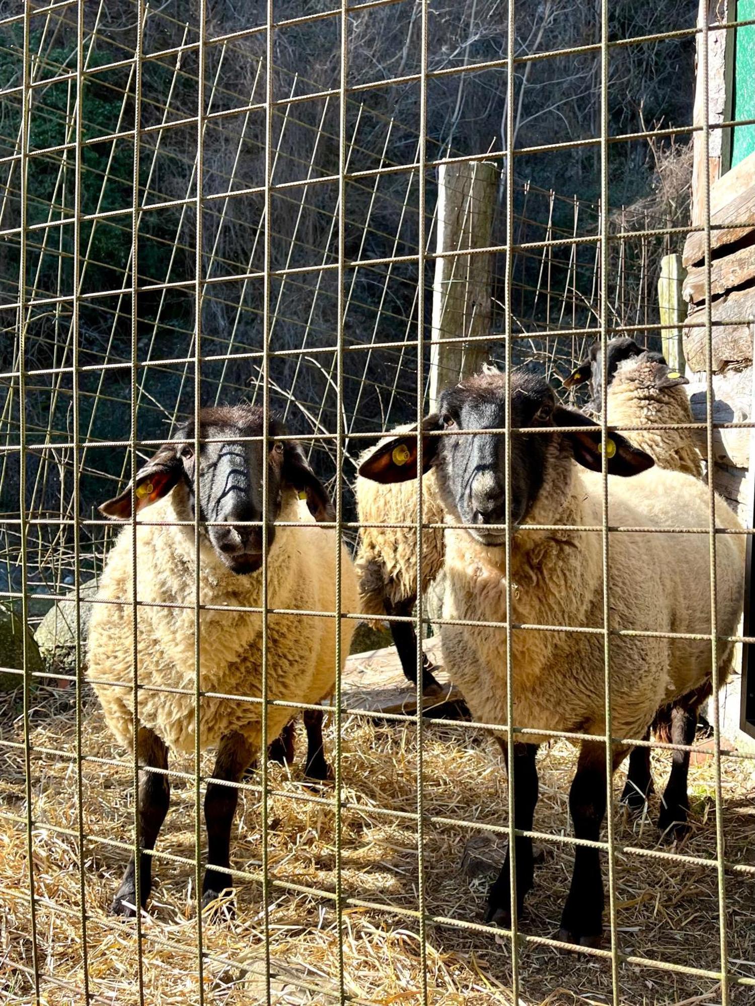 Agriturismo La Vecchia Chioderia Grandola ed Uniti Bagian luar foto