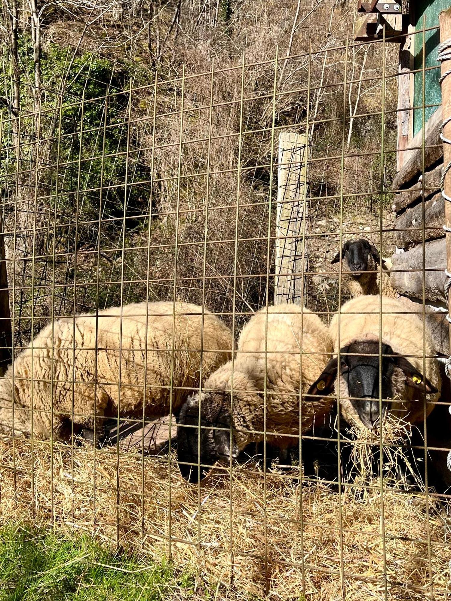 Agriturismo La Vecchia Chioderia Grandola ed Uniti Bagian luar foto