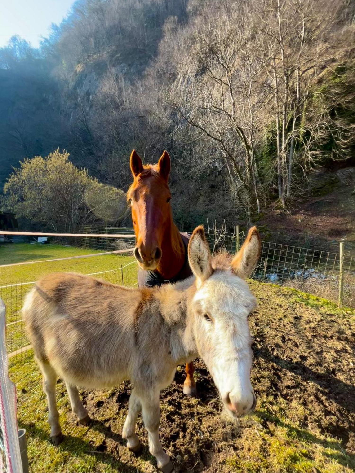 Agriturismo La Vecchia Chioderia Grandola ed Uniti Bagian luar foto