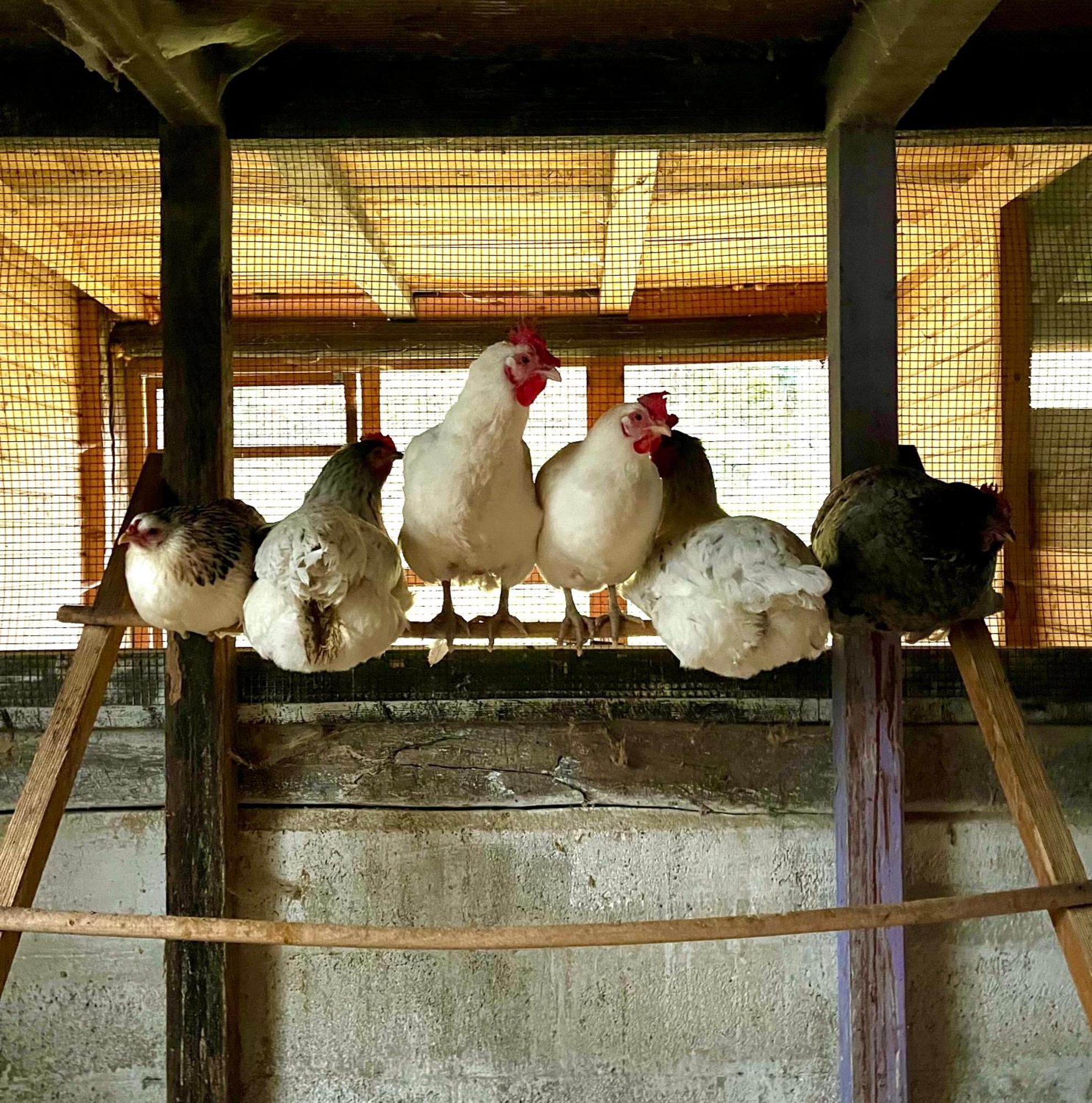 Agriturismo La Vecchia Chioderia Grandola ed Uniti Bagian luar foto